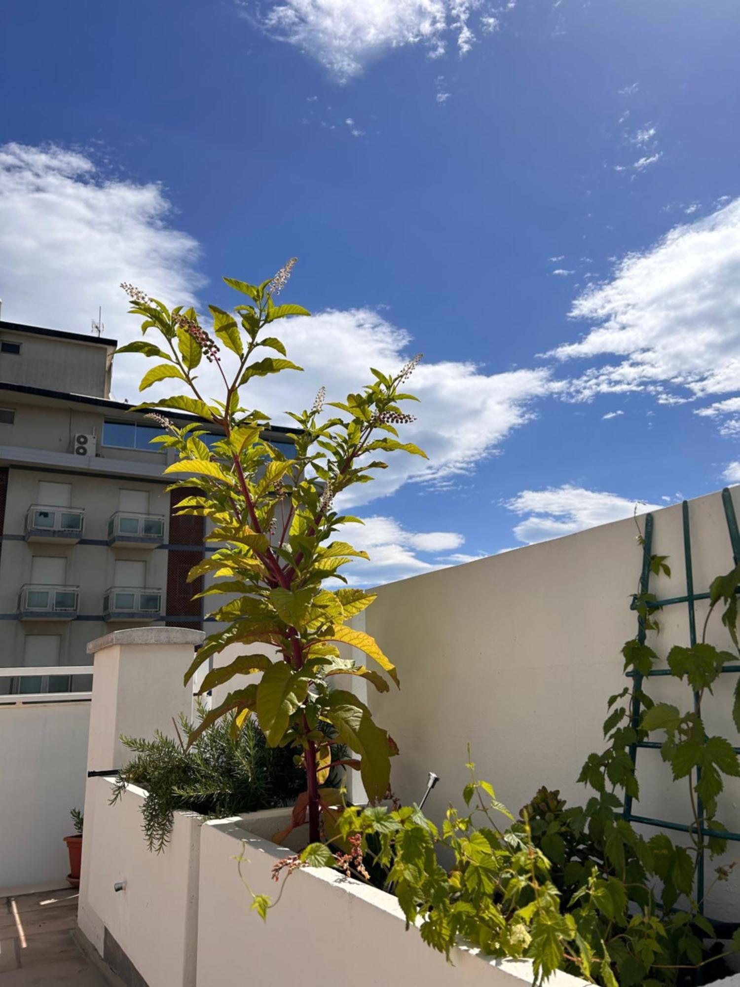 Residence Siesta Ρίμινι Εξωτερικό φωτογραφία