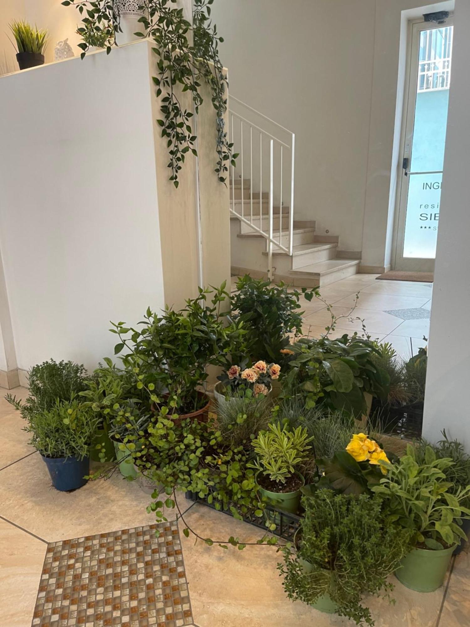 Residence Siesta Ρίμινι Εξωτερικό φωτογραφία