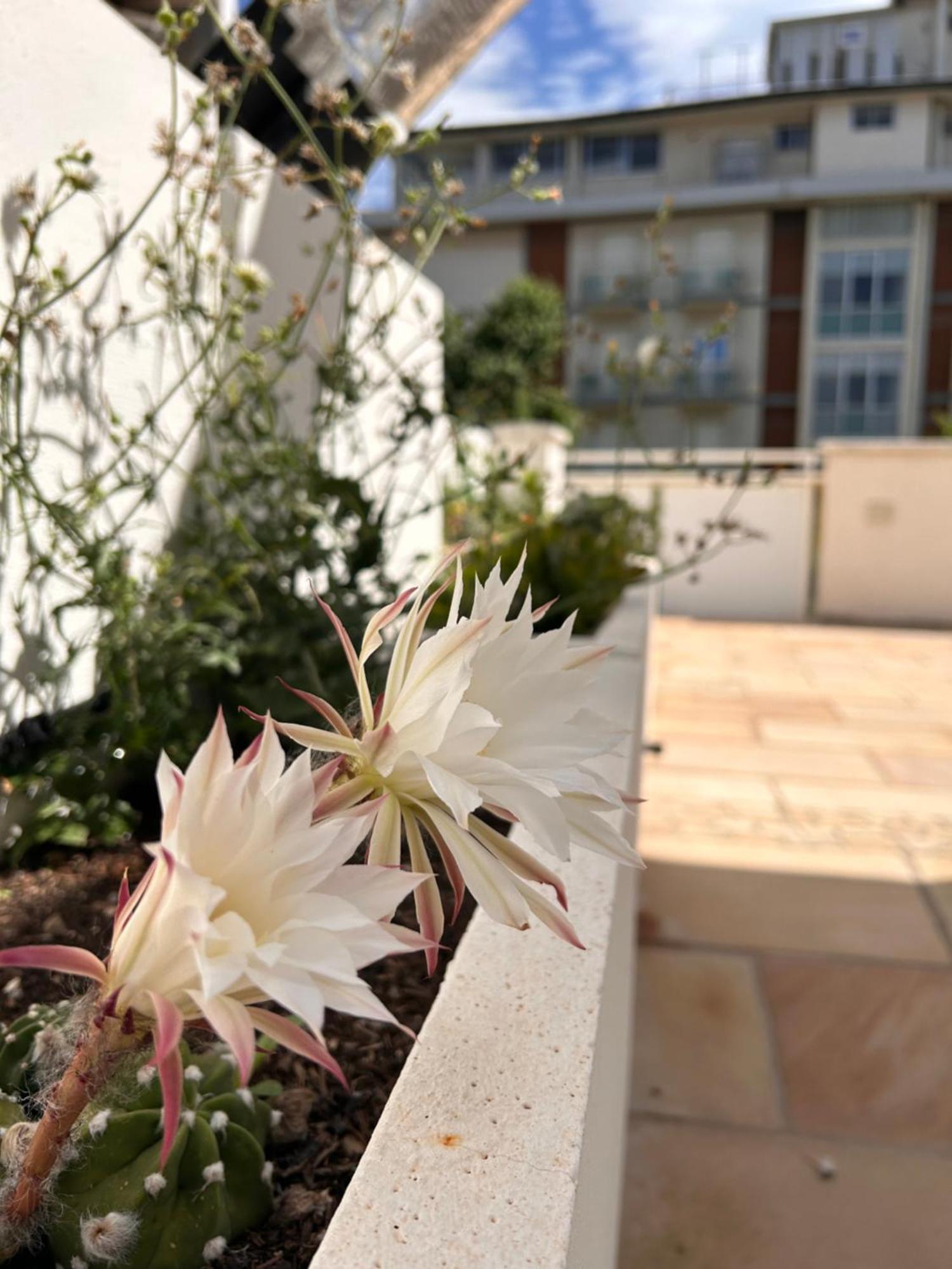 Residence Siesta Ρίμινι Εξωτερικό φωτογραφία